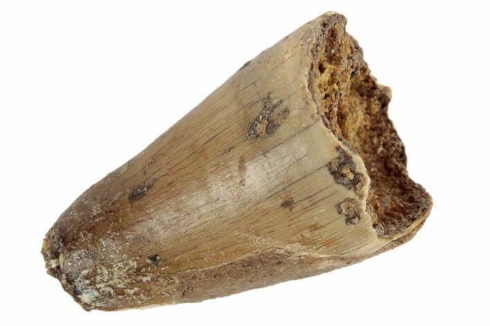 Cretaceous Fossil Crocodile Tooth - Morocco #187733